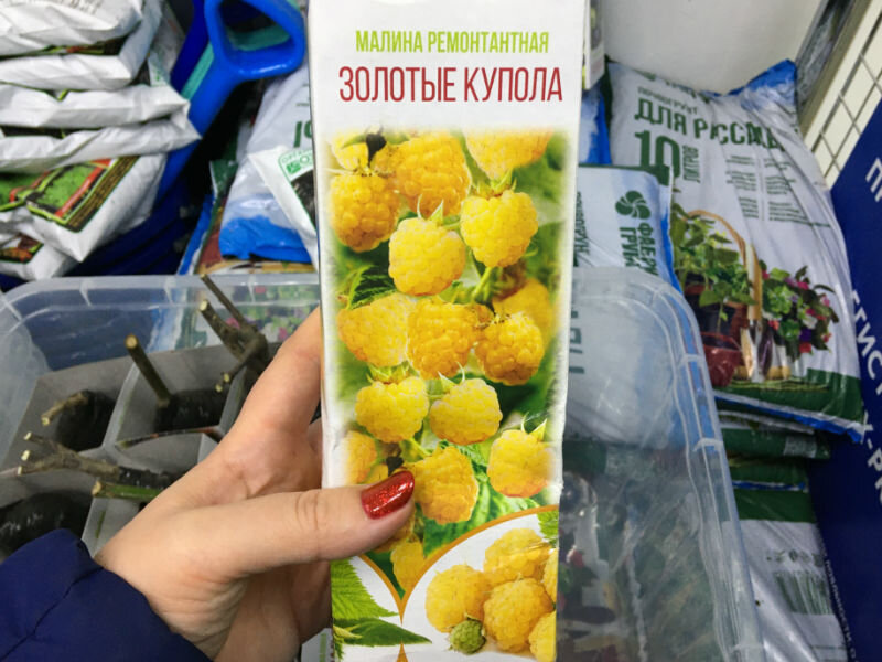 Малина, цена 99 рублей. Читайте инструкцию как правильно высаживать.  