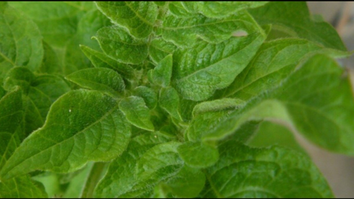 Фото: Банадысев С.А. Фотография носит иллюстративный характер