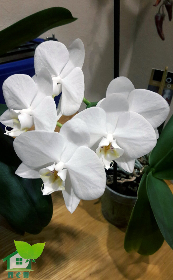 Phalaenopsis Royal White