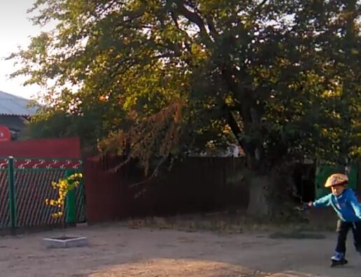 Старая шелковица у дома. Фотография автора