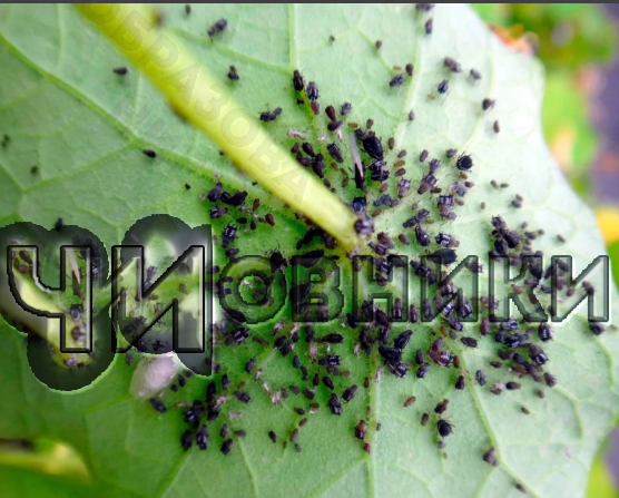 Вредители они, тля на листочке образования