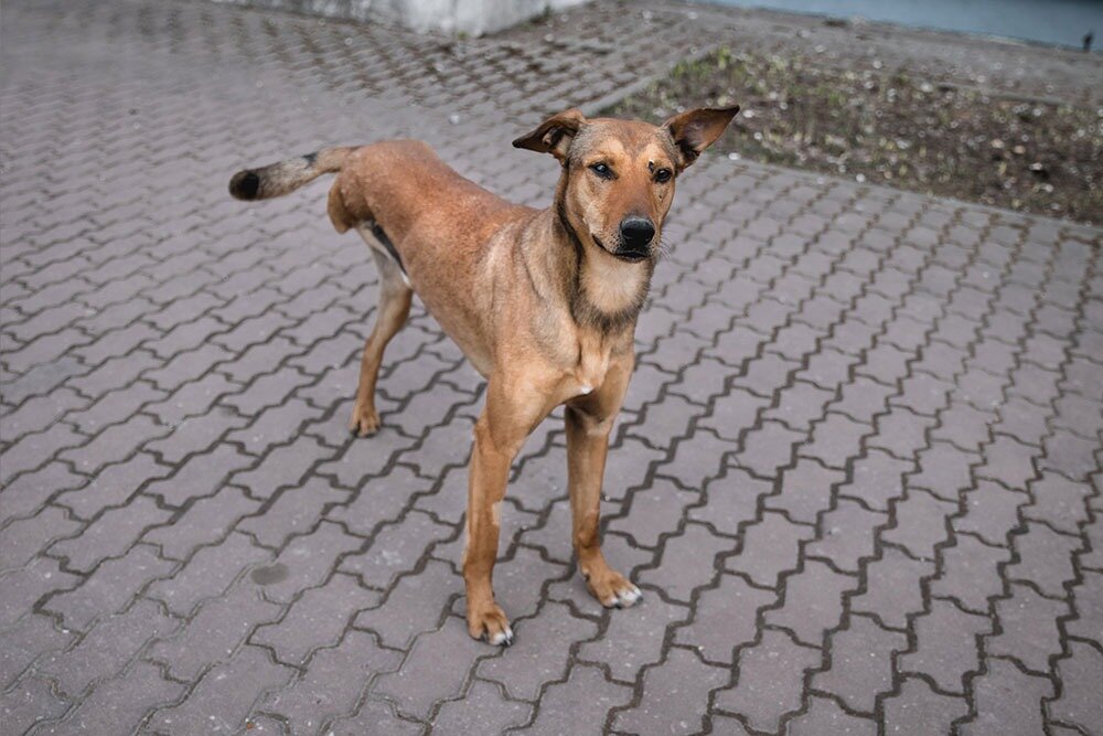 От этого пса отказалась хозяйка после операции по ампутации лапки. Сейчас животное проживает на территории клиники, в которой работает наша героиня Елена 