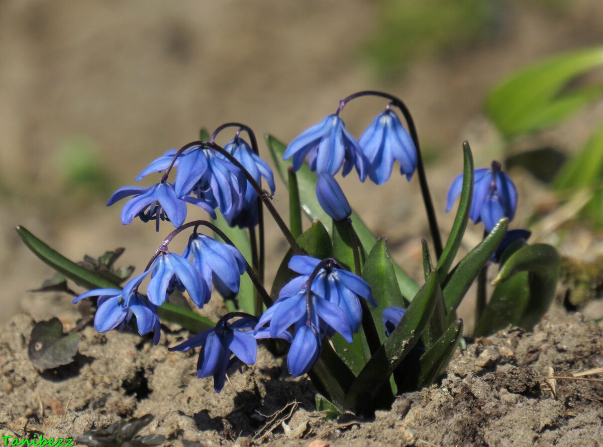 Сцилла bifolia rosea