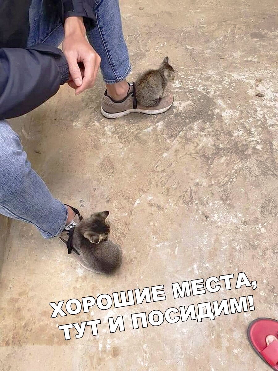 Маленькие, прелестные котята