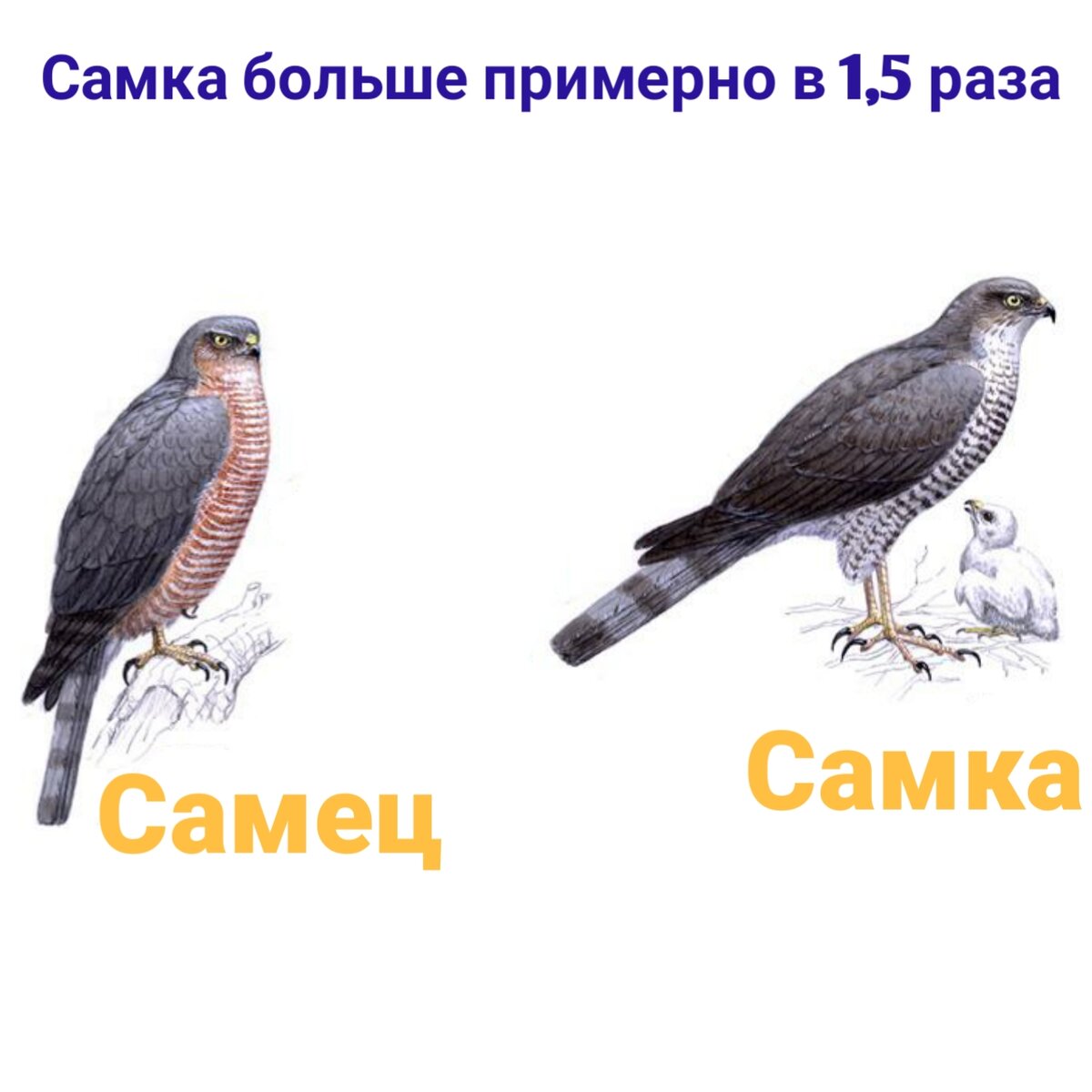 Бывают и в 2 раза больше