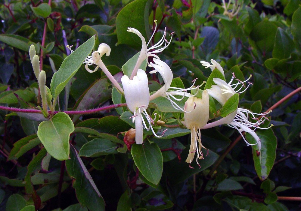 Японская жимолость