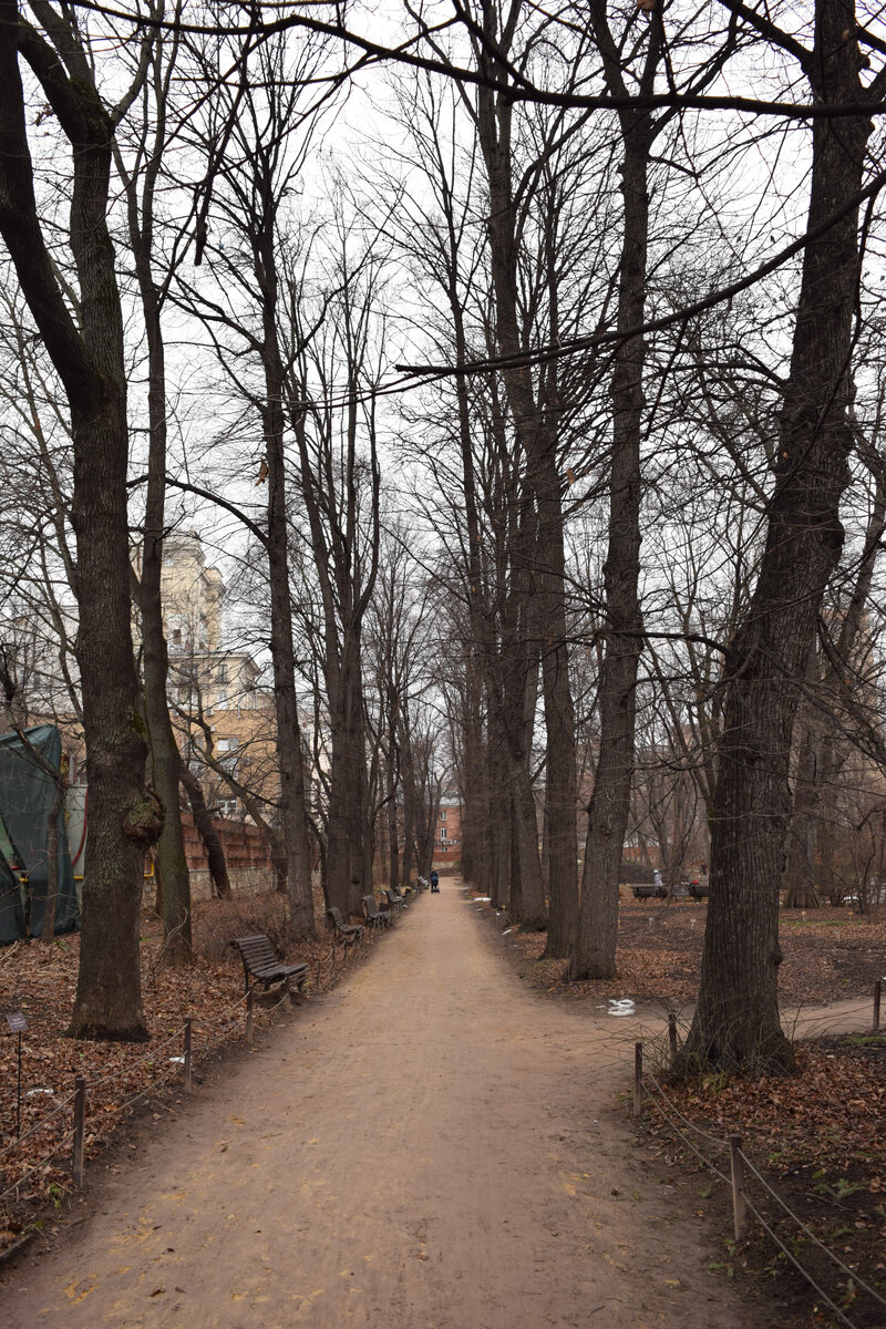 Одна из аллей "Аптекарского огорода" зимой. Фото Артюхов Д.