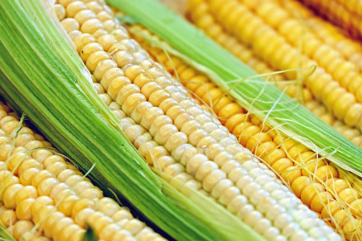 кукуруза сорта zea mays var.indenata