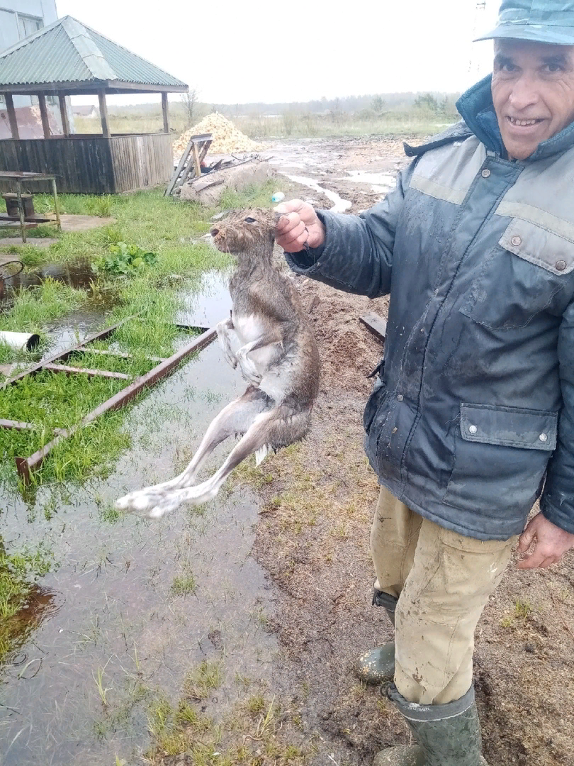 Зайца вода. Спасение зайца. Спасение Зайцев. Спасение Зайцев Мазаем.