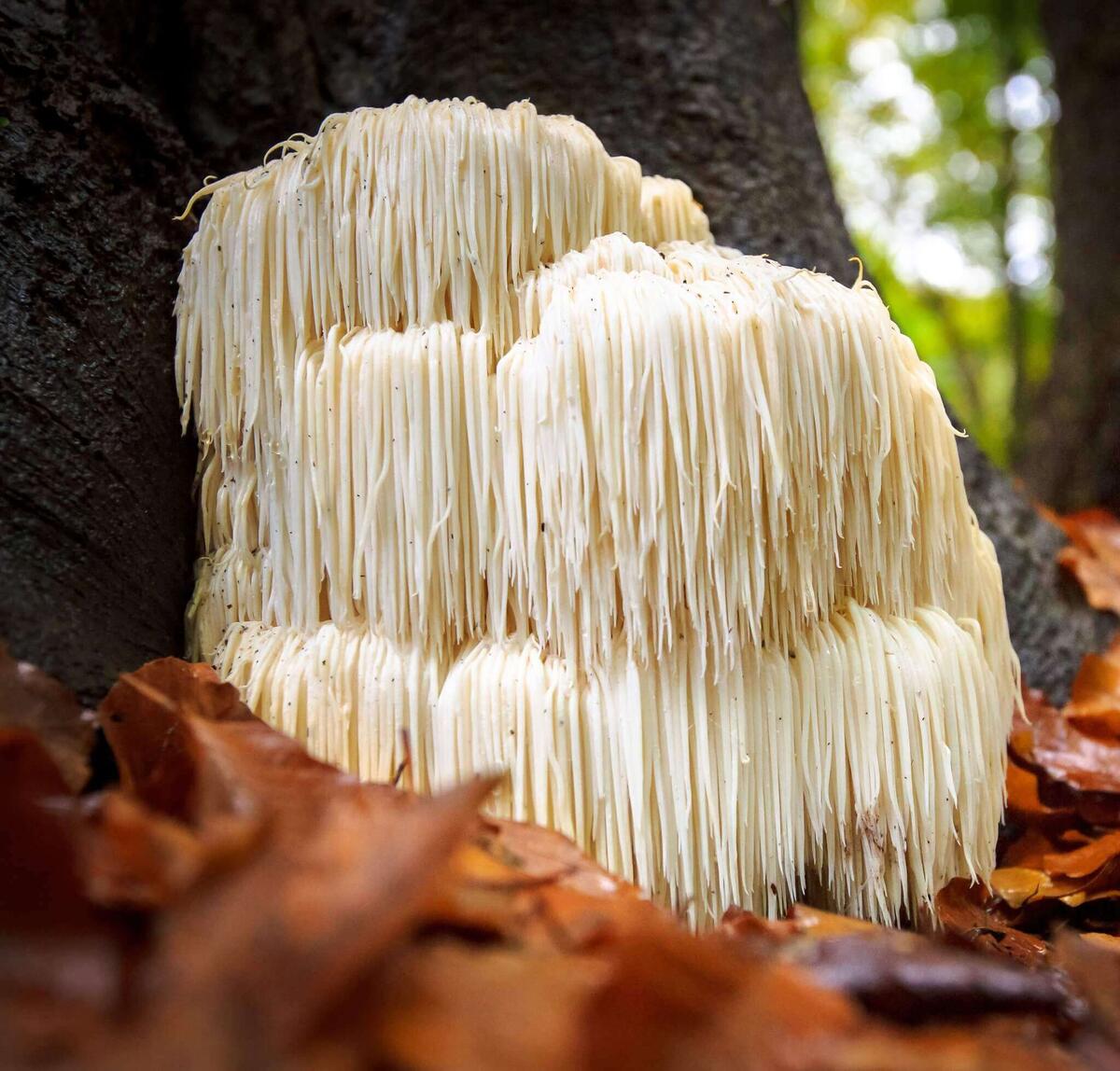 Кому интересно, так Ежевик выглядит в природе )