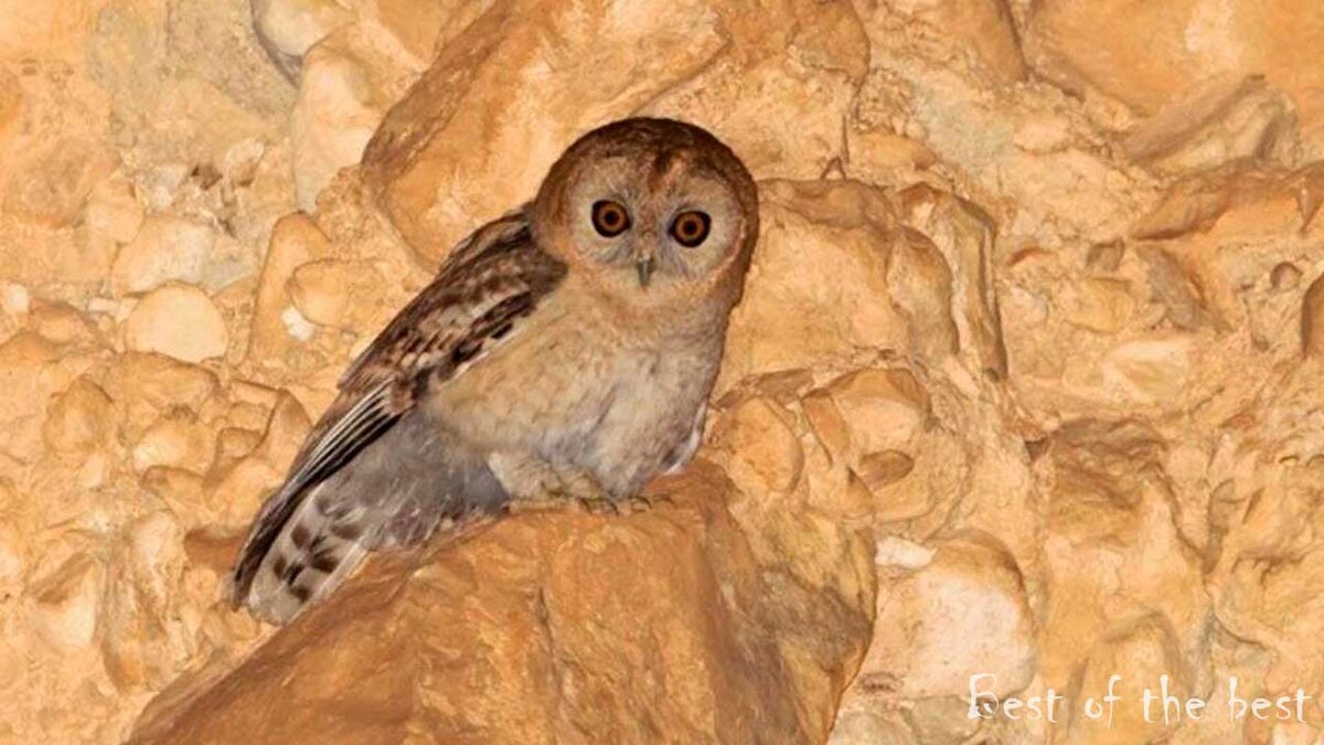 Сова Strix Hadorami