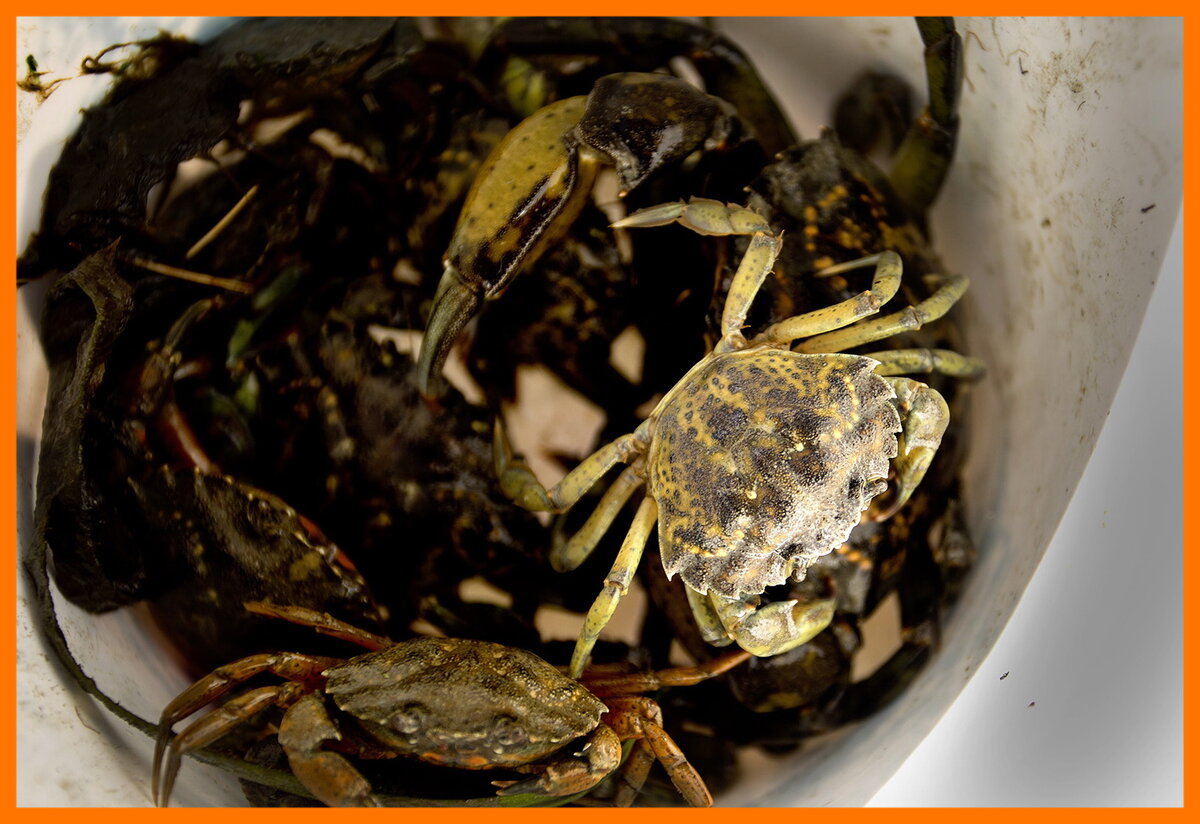 Ведро с крабами.
