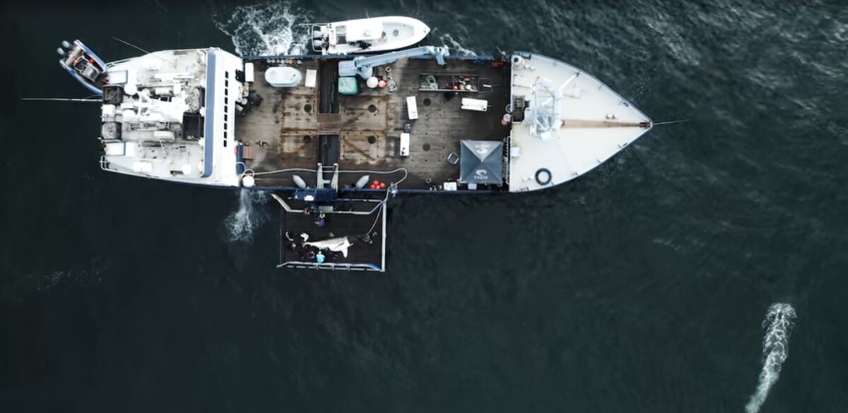 Источник: "OCEARCH"
