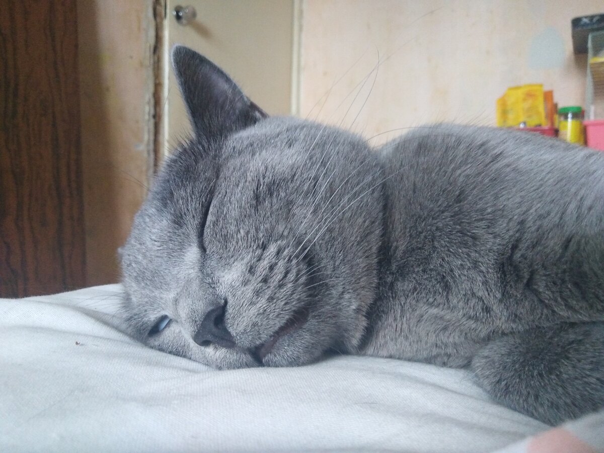 Мой Китя переживает за меня рядом. Мое фото.