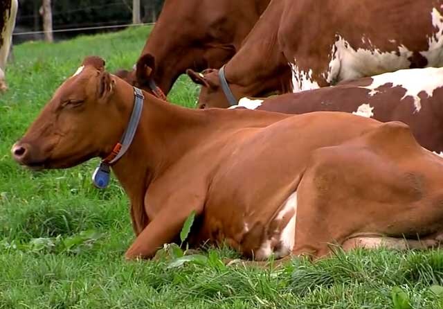 Эмфизематозный карбункул крупного рогатого скота. Эмкар крс. Эмкар крупного рогатого возбудитель. Эмкар крупного рогатого скота. Эмфизематозный карбункул у животных.