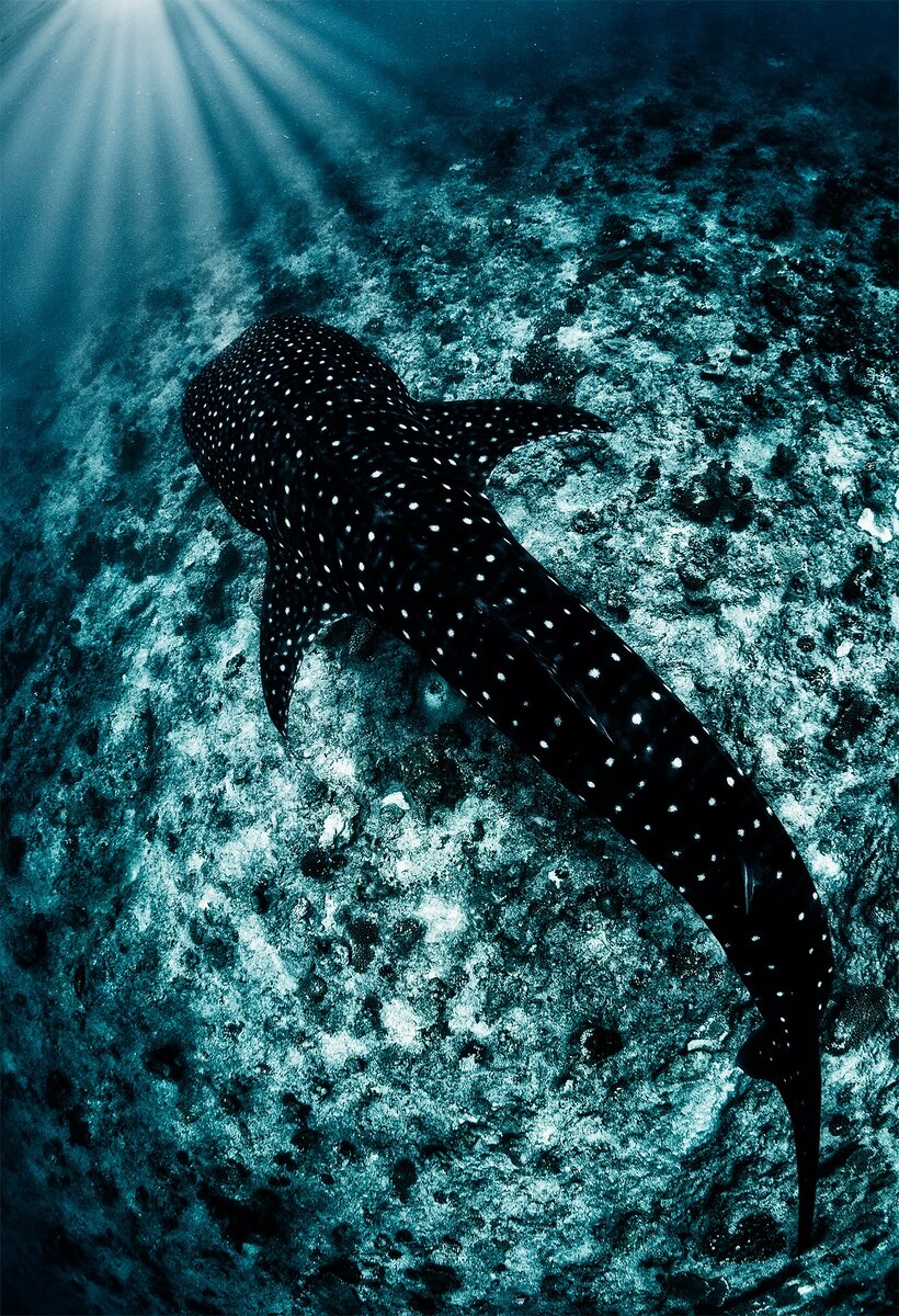 Фото: Андрей Нарчук @andreynarchuk
