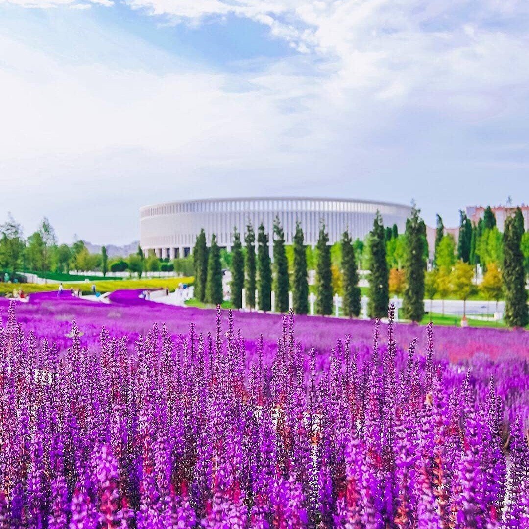 Лаванда в парке Галицкого