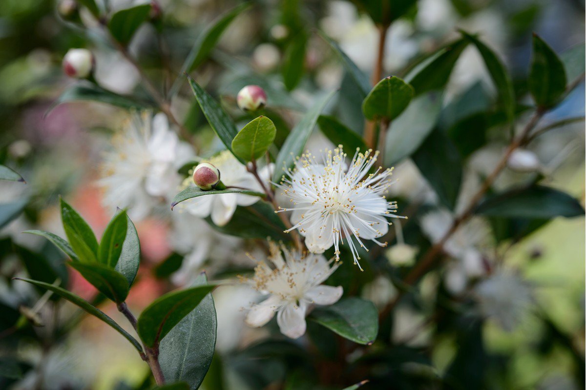 Myrtus communis пестрый