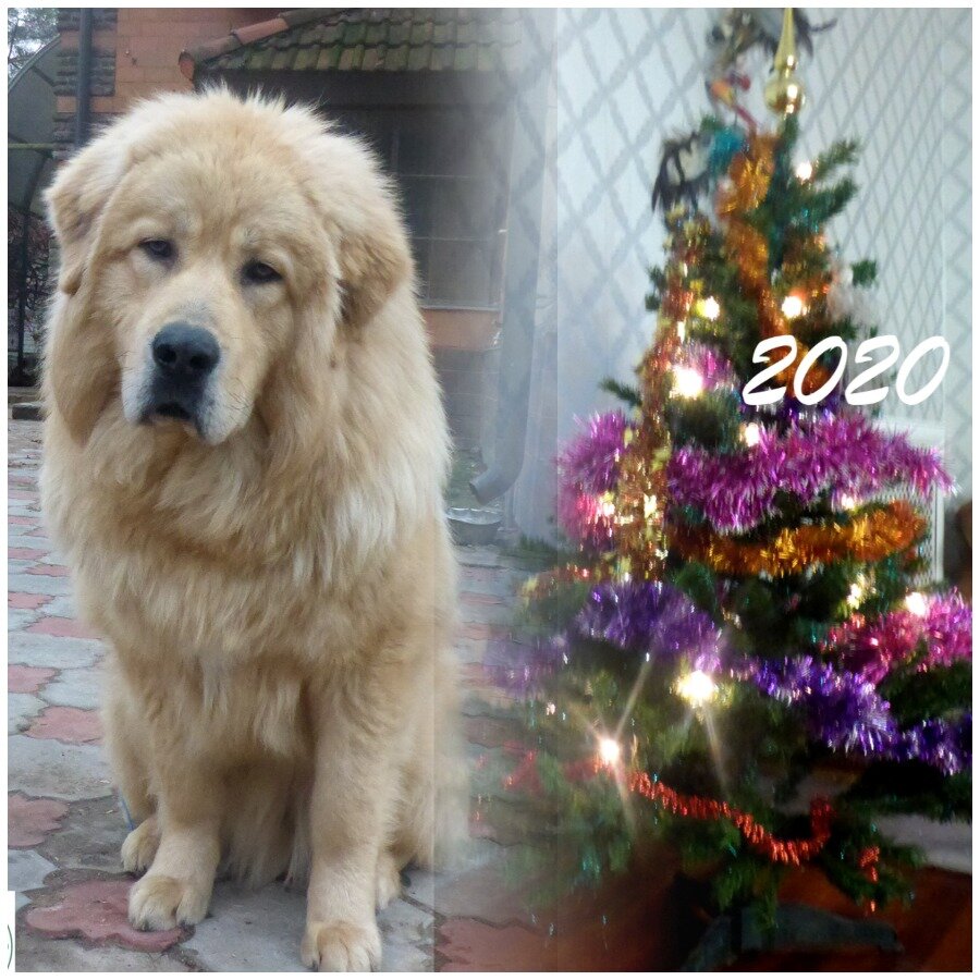 Боцман "С Волчьей земли" СПБ