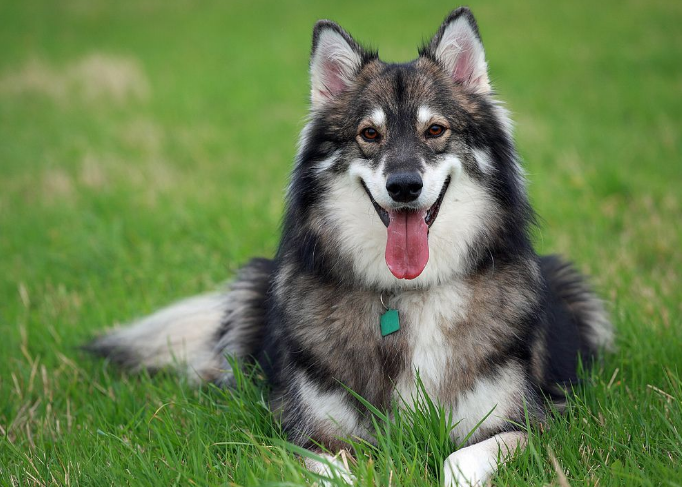 Очень часто многие породы собак, которые внешне похожи на волков имеют с ними общие характеристики и качества.-2