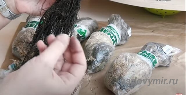 Производят обработку фунгицидами и укладывают «спать» до посадки в грунт.