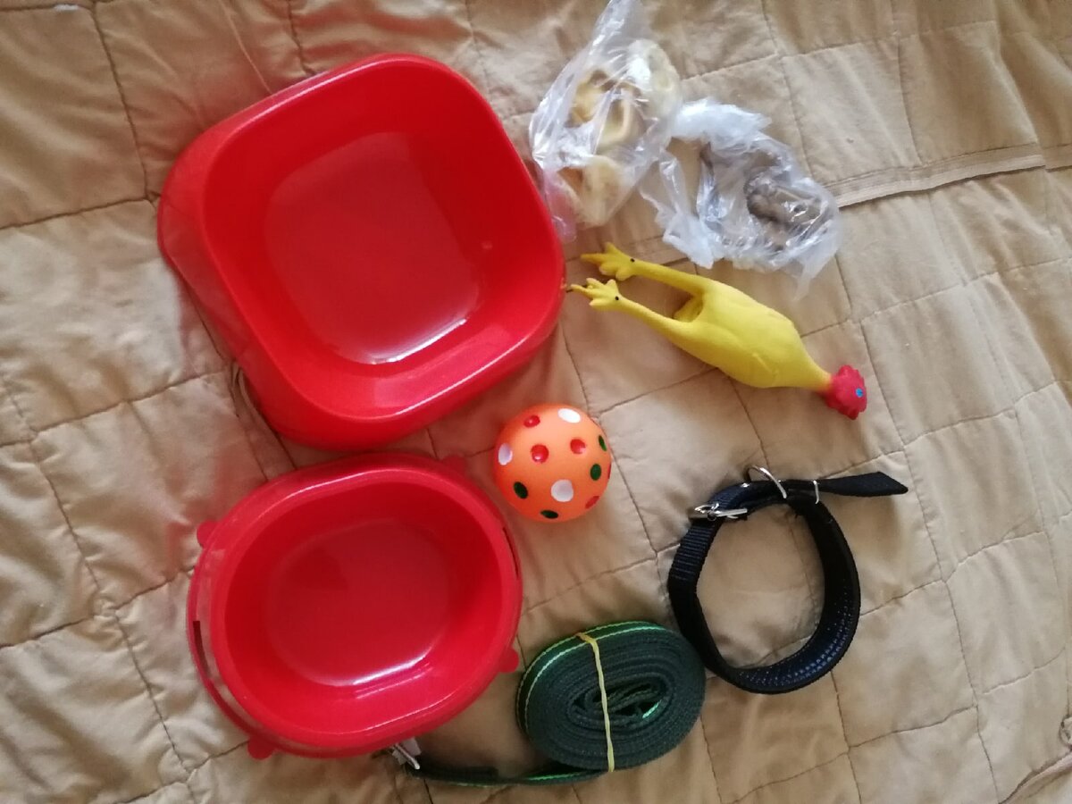 К появлению питомца гововились заранее: закупили игрушки, вкусняшки и продукты