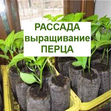 выращивание рассады перца