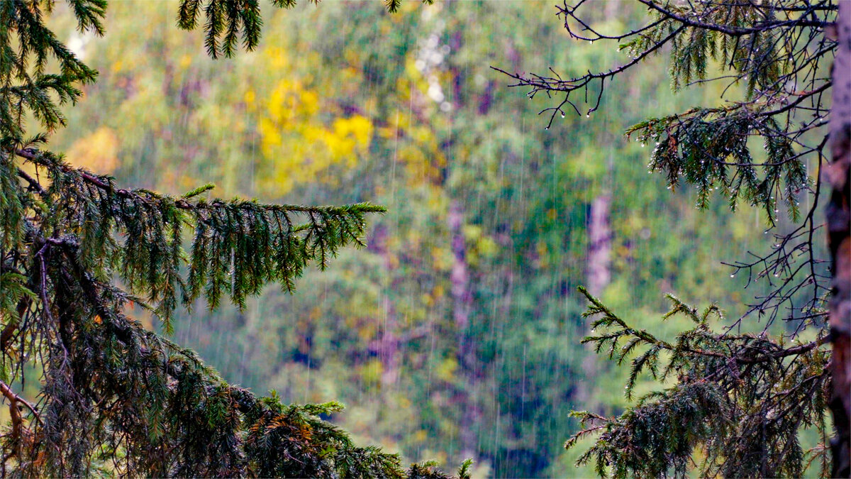 дождь льет как из ведра