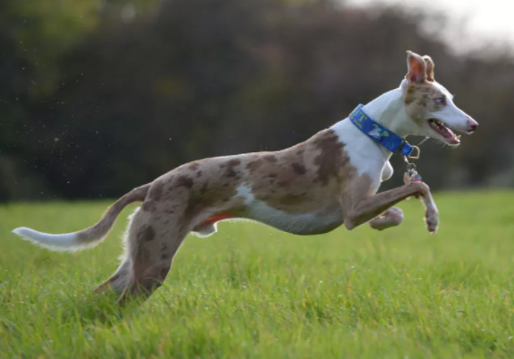 Собака Лёрчер