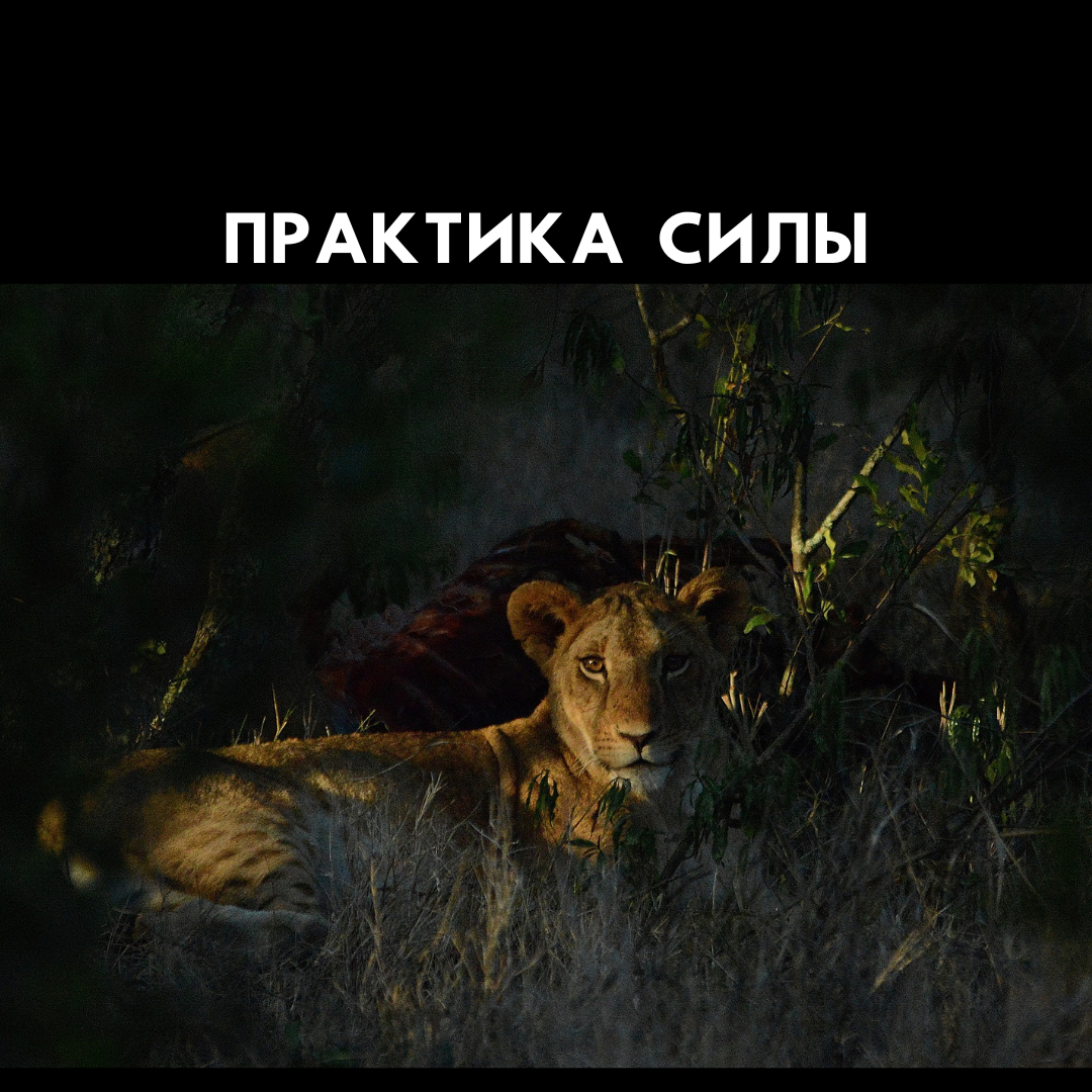 Изображение взято с сайта Pixabay; Автор статьи Анна