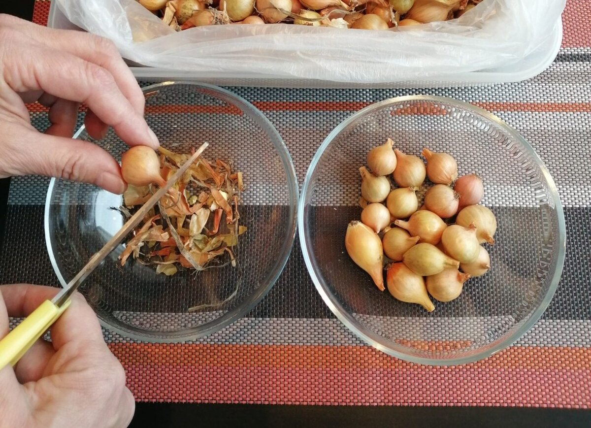 Как обрезать лук на посадку. Обрезать лук севок перед посадкой. Как обрезать лук на посадку. Лук шалот на зелень. Прорастание луковицы.