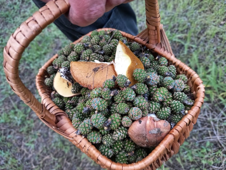 Шишки собраны, не собираетесь прямо сейчас варить варенье, спрячьте их в холодильник.