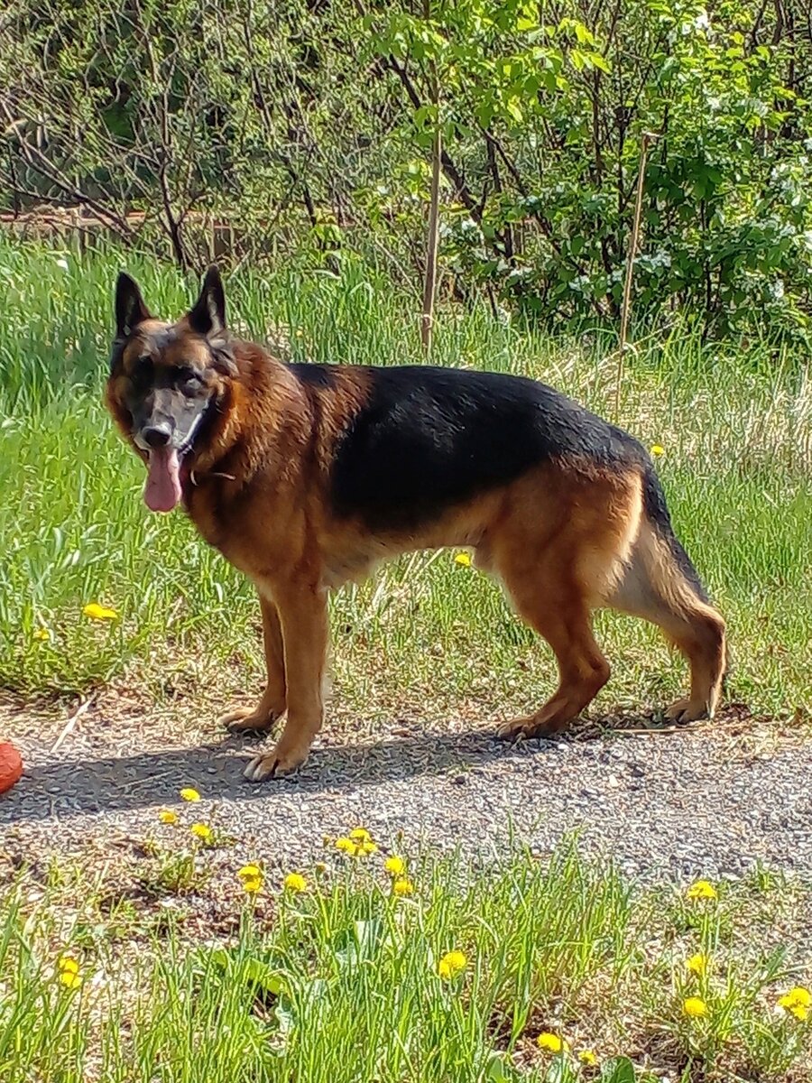 Мой Эрих с совершенно ровной спиной. Не ел с подставки ни разу в жизни. Все фото сделаны автором. 