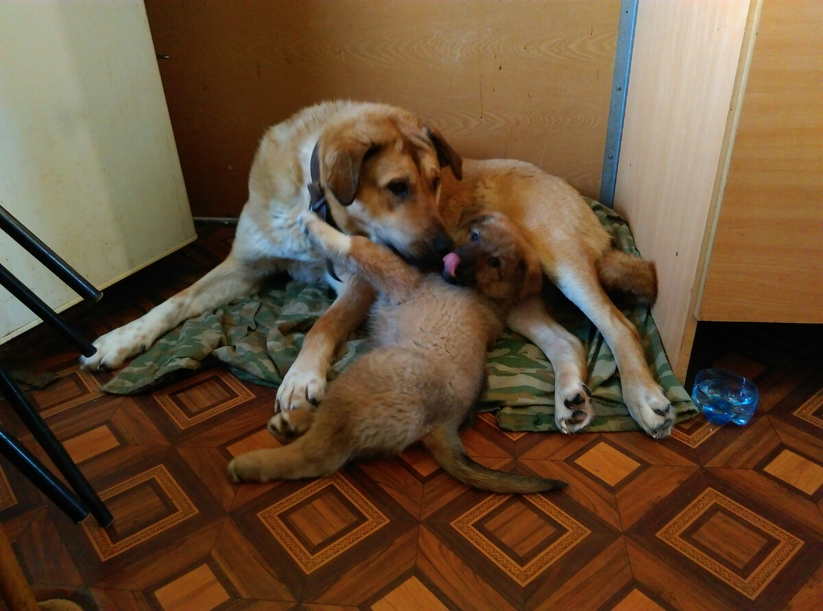 Мои найдёныши Линда (3 года) и Вилли (2,5 мес.)