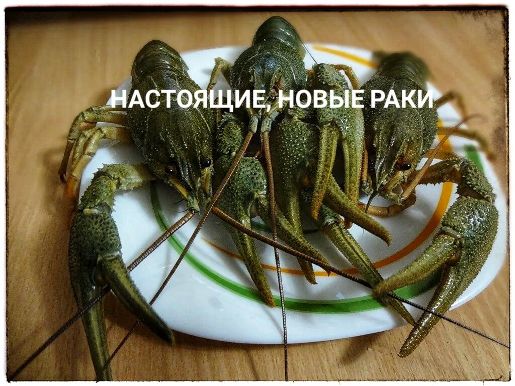 Сначала они зелёные!