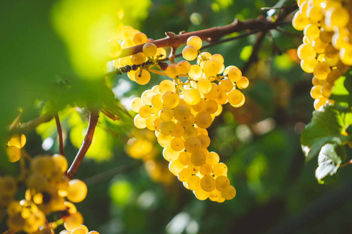 10 лучших неукрывных сортов винограда: отборный выбор для садоводов