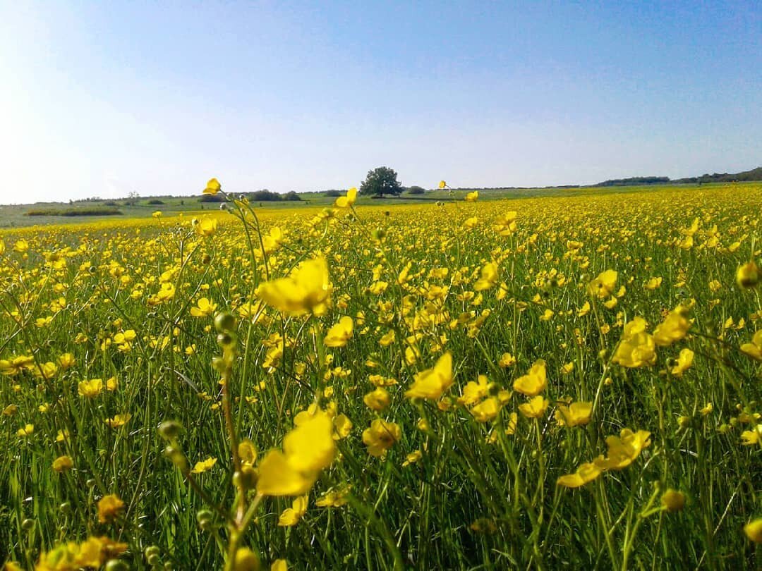 Вот такая красота на поляне рядом с моим селом.