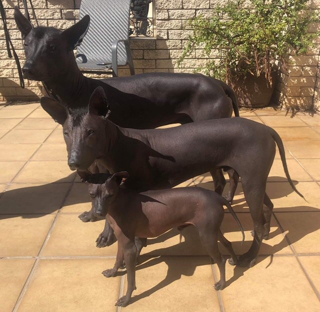 Три размера ксоло (Фото: https://perfectpets.com.au/pets/dogs/dog-breeds/dog-breeders/xoloitzcuintle)