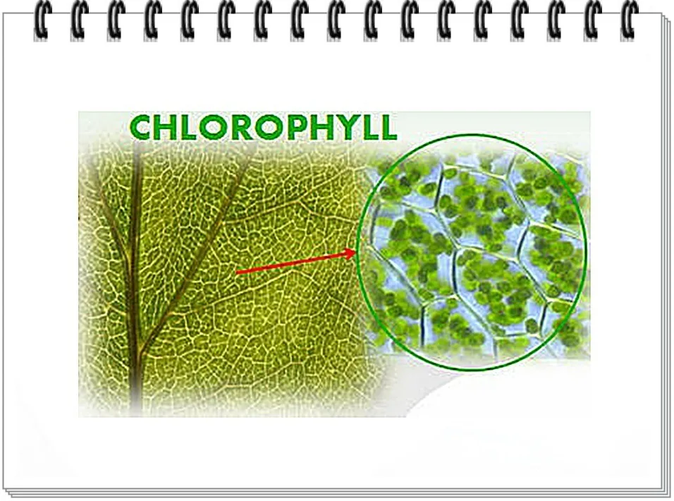 В растении хлорофилл содержится в. Хлорофилл в растениях. Хлорофилл под микроскопом. Хлорофилл в листьях.