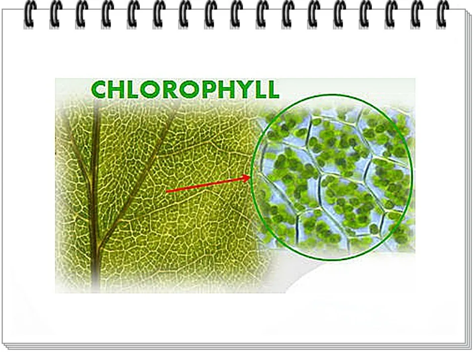 Хлорофилл в листьях. Хлорофилл в клетках растения. Хлорофилл микроскоп. Хлорофилл это в биологии.