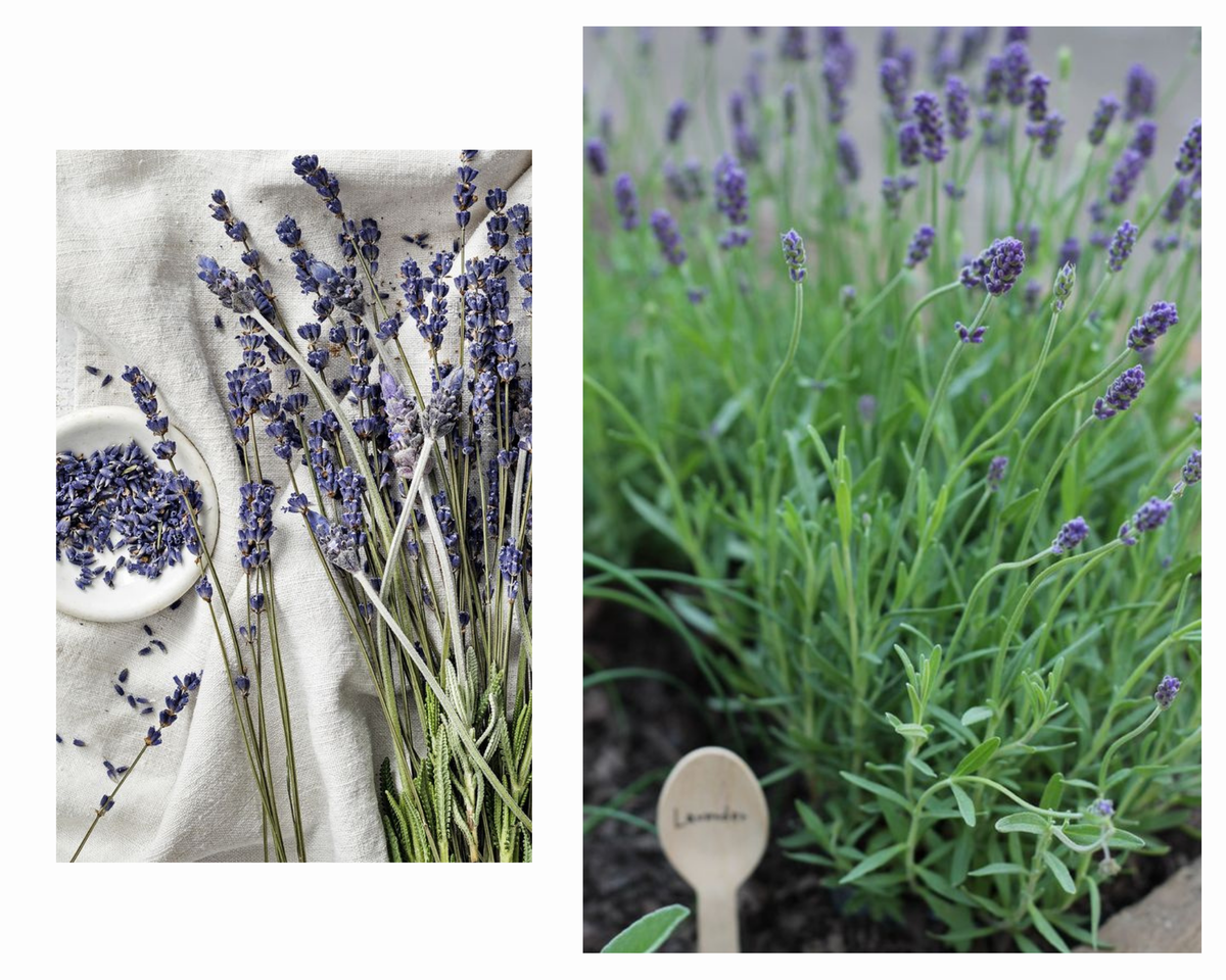 Лаванда дома в горшке 