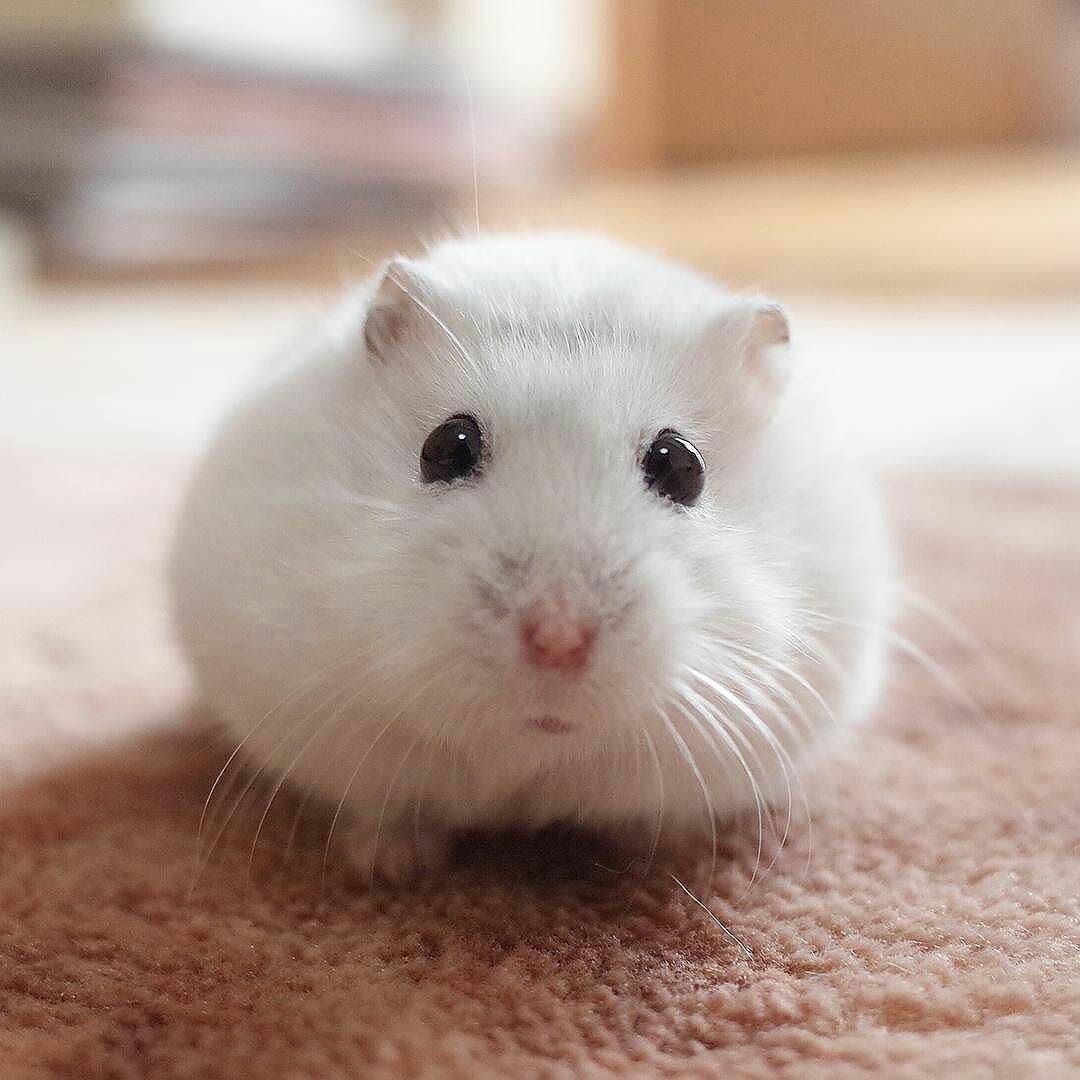хомяк сирийский белый ангорский. хомяки породы роборовского. хомяки породы роборовского. белый хомяк джунгарик. породы хомяков джунгарский белый.