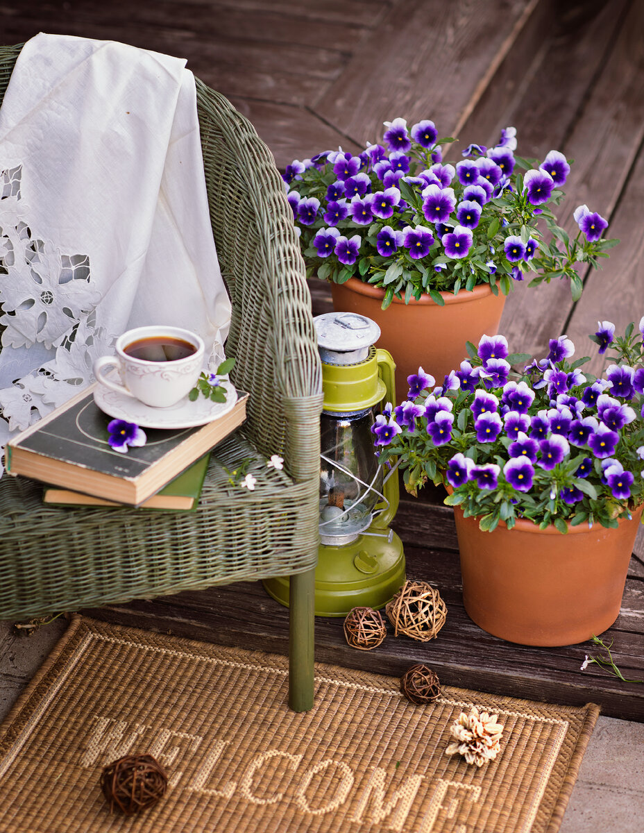 Виола корнута Пенни " Биконсфильд"