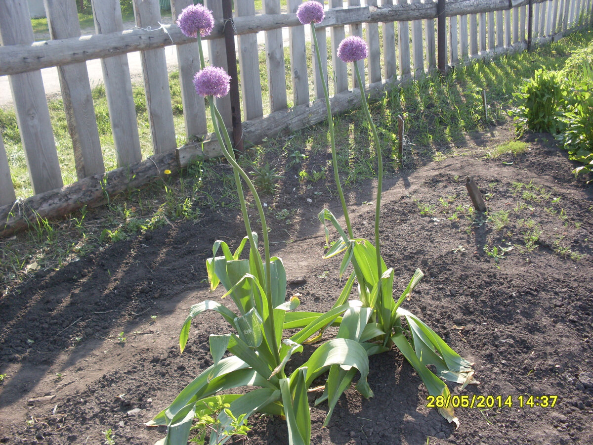 Лук суворова