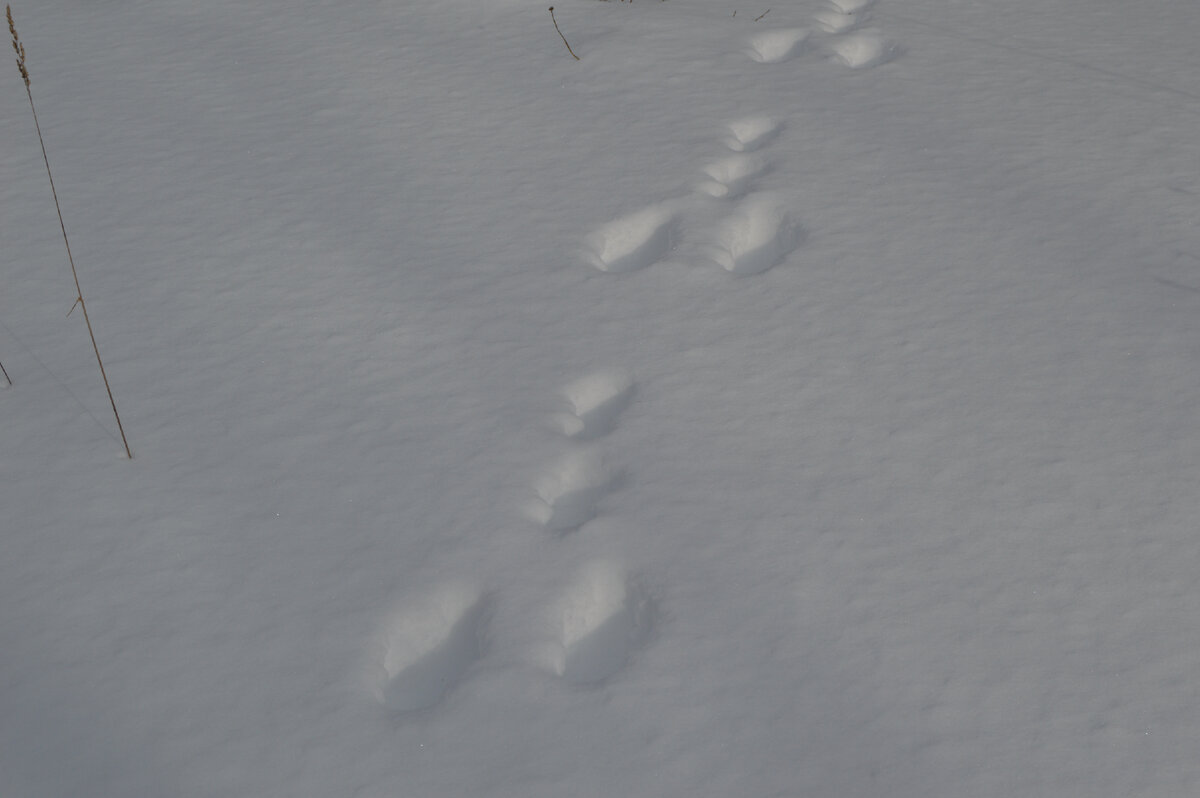 Зайка проскакал. Фото автора