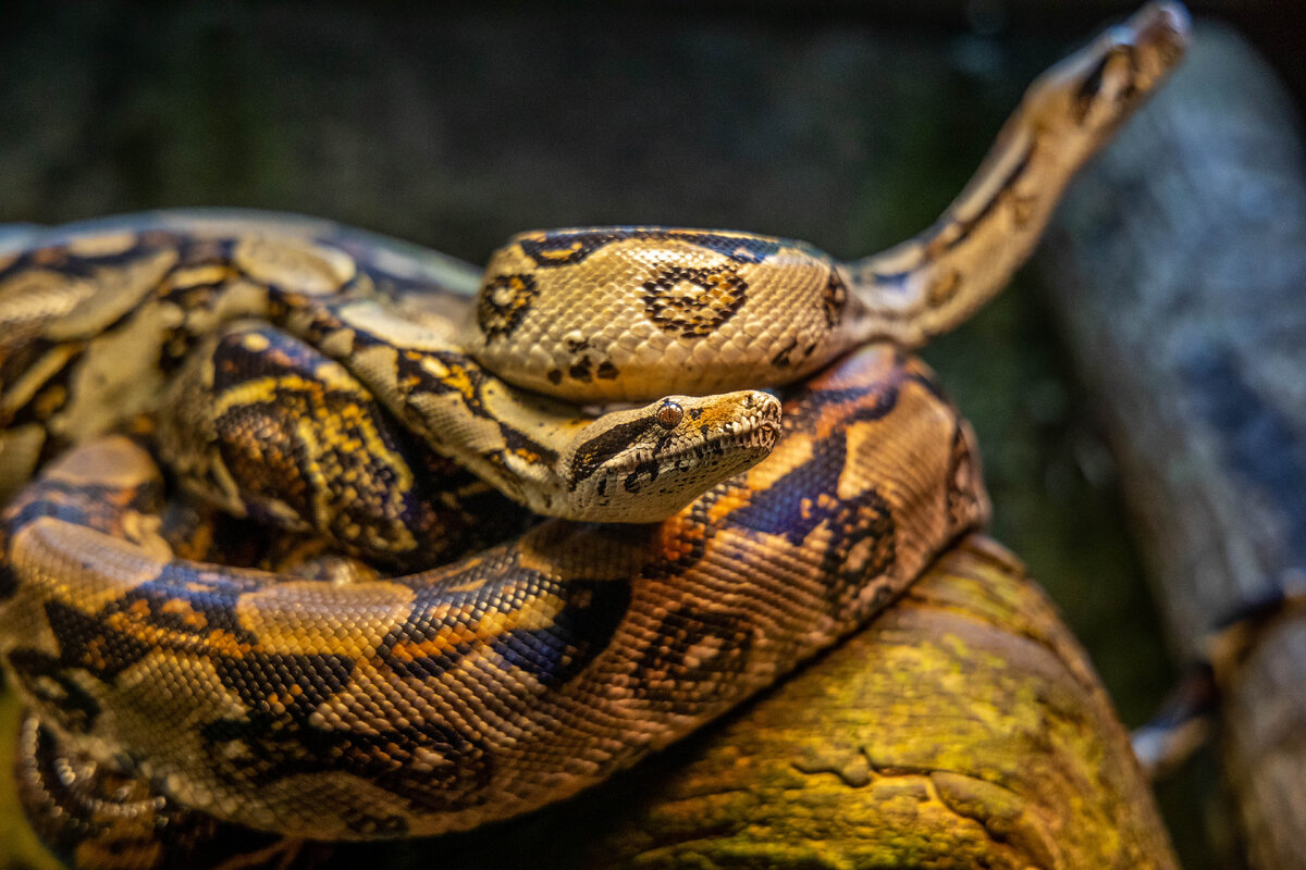 Фото автора: Diego Madrigal: Pexels