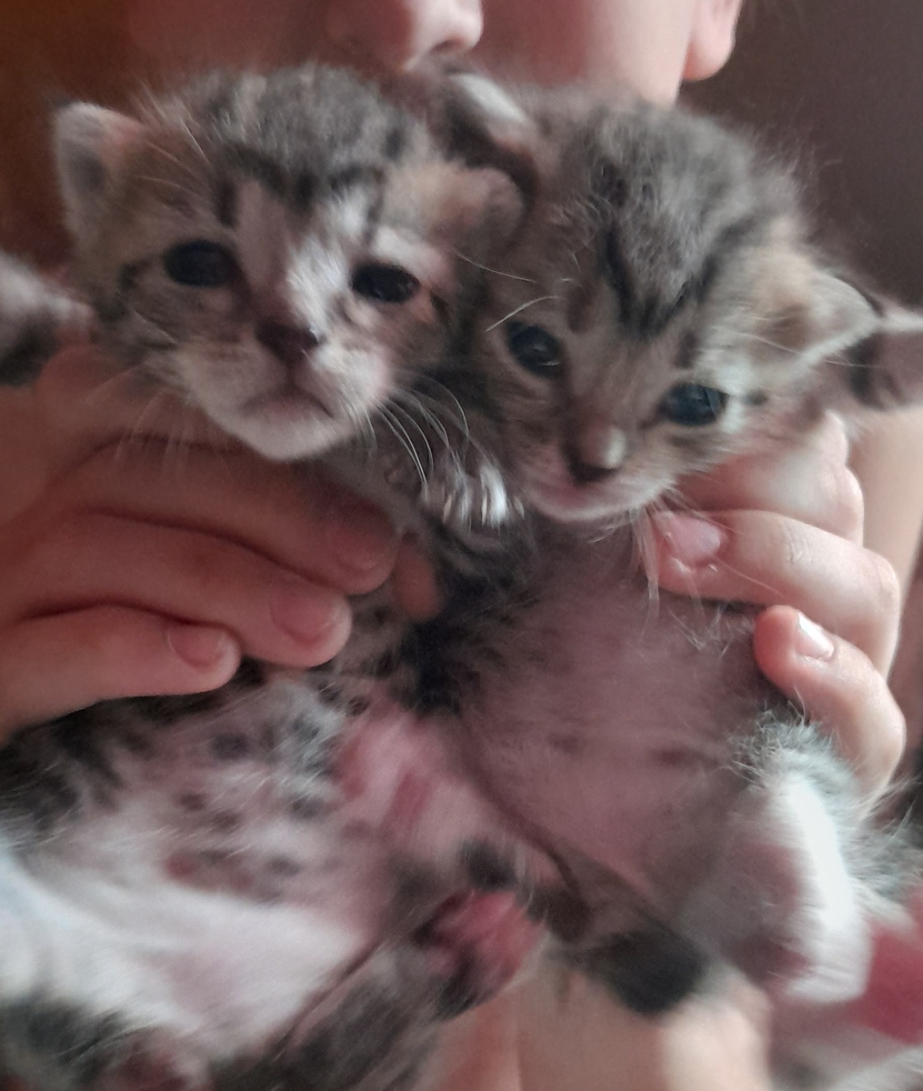 Маленькие рыси