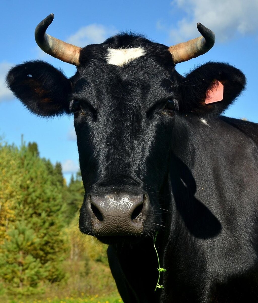 Фото с agronoma.ru для примера