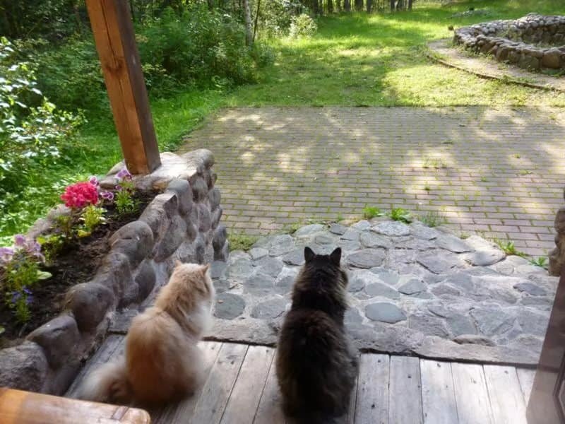 Кошка дачи купить. Кот на даче. Кот на даче летом. Кошечки на даче. Котенок на даче.