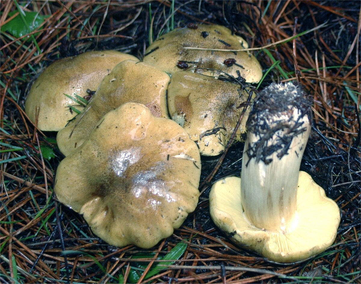 Что делать с рядовками грибами. Серушки и зеленушки. Зеленушка (Tricholoma equestre). Гриб серушка и зеленушка. Грибы серухи и зеленухи.